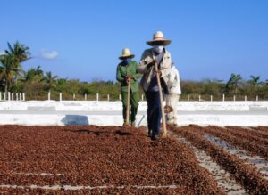 0111 cacao exportacion4 0111 cacao exportacion4