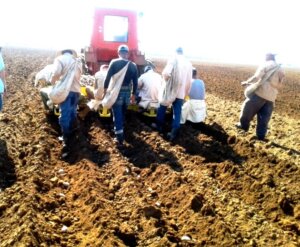 Termino la siembra de papas en la Empresa Agropecuaria Horquita 1