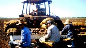 Termino la siembra de papas en la Empresa Agropecuaria Horquita 2