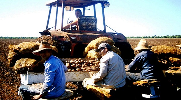 Termino la siembra de papas en la Empresa Agropecuaria Horquita 2