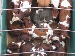 animales