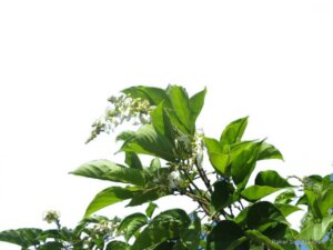 f0329309