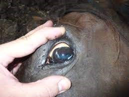 Anemia Infecciosa Equina