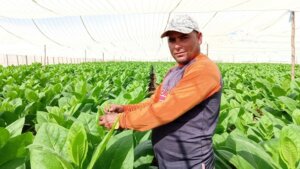 11 13 Tabacalero en Pinar del Río