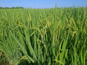 Proyecto Vietnam-Cuba valida variedades de arroz en Camagüey 