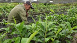 Plantas medicinales