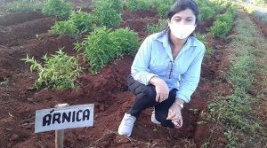 Plantas medicinales
