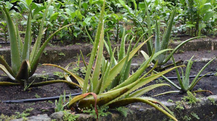 Plantas medicinales