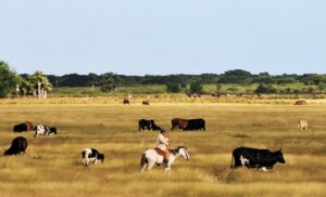 La producción de leche no empieza por la yerba