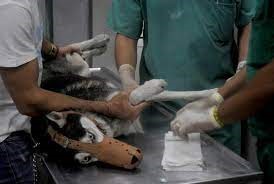 Funcionamiento de las clínicas veterinarias en el territorio nacional.