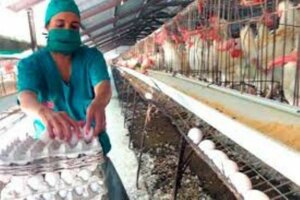Avicultores tuneros