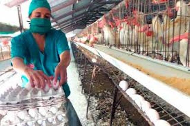Avicultores tuneros