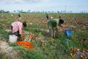 Polo productivo de Pinar del Río