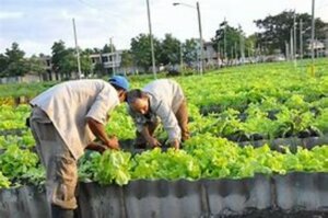 Agricultura Urbana