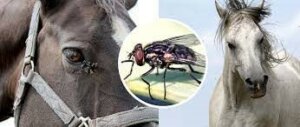 Anemia Infecciosa Equina en Cuba