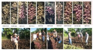 Fotos de los clones de boniato evaluados y cosecha realizada entre los productores e investigadores del INIVIT. Fotos de los clones de boniato evaluados y cosecha realizada entre los productores e investigadores del INIVIT.