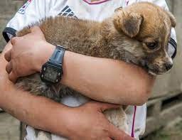 perro 1