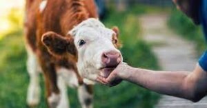 vaca