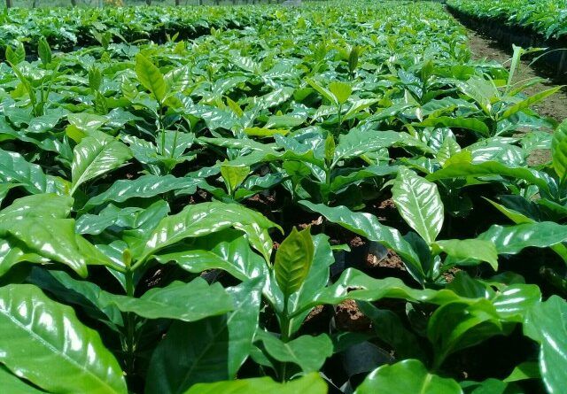 vivero cafe caoba san luis santiago cuba 640x445 1 1