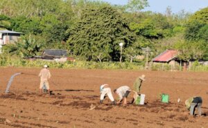 Las Tunas en el mejoramiento y conservación de los suelos