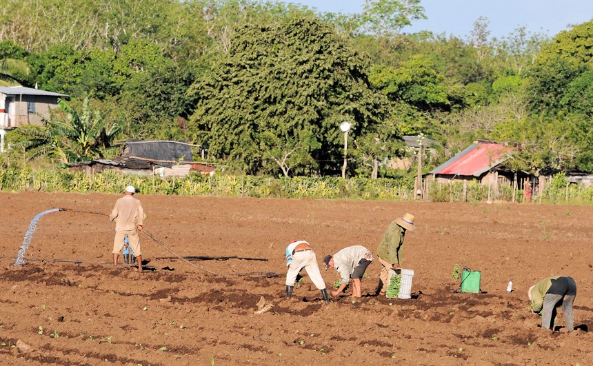 Las Tunas en el mejoramiento y conservación de los suelos