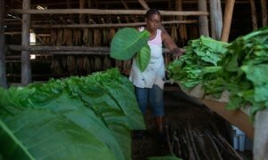 Dentro de una de las casas de cura, donde las hojas de tabaco reposan un periodo de alrededor de 45 días y pasan por un proceso de secado natural. Foto: Ismael Francisco/ Cubadebate. Dentro de una de las casas de cura, donde las hojas de tabaco reposan un periodo de alrededor de 45 días y pasan por un proceso de secado natural. Foto: Ismael Francisco/ Cubadebate.