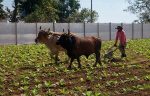 Luego del paso de Ian, elplan de siembra nacional de tabaco fue reajustado a 9 500 hectáreas, 5 780 de las cuales corresponden a Pinar del Río, donde la siembra debe concluir el 20 de marzo. Foto: Ismael Francisco / Cubadebate. Luego del paso de Ian, elplan de siembra nacional de tabaco fue reajustado a 9 500 hectáreas, 5 780 de las cuales corresponden a Pinar del Río, donde la siembra debe concluir el 20 de marzo. Foto: Ismael Francisco / Cubadebate.