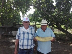 Productor de avanzada Félix Álvarez, Cabaiguán. S. SpÍritus Productor de avanzada Félix Álvarez, Cabaiguán. S. SpÍritus
