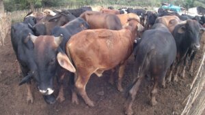 Empresa ganadera de Ciego de Avila Ruta Invasora