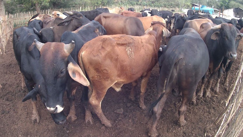Empresa ganadera de Ciego de Avila Ruta Invasora