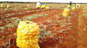 Inicia en Cienfuegos cosecha y distribucion de papas