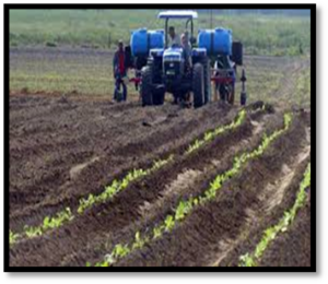 TRASPLANTADORA SPAPPERI TRACTOR NEW HOLLAN 1117 1
