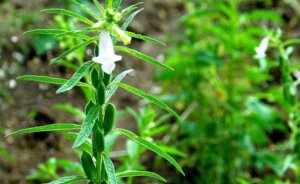 Planta de ajonjolí/FOTO Rafael Martínez Arias Planta de ajonjolí/FOTO Rafael Martínez Arias