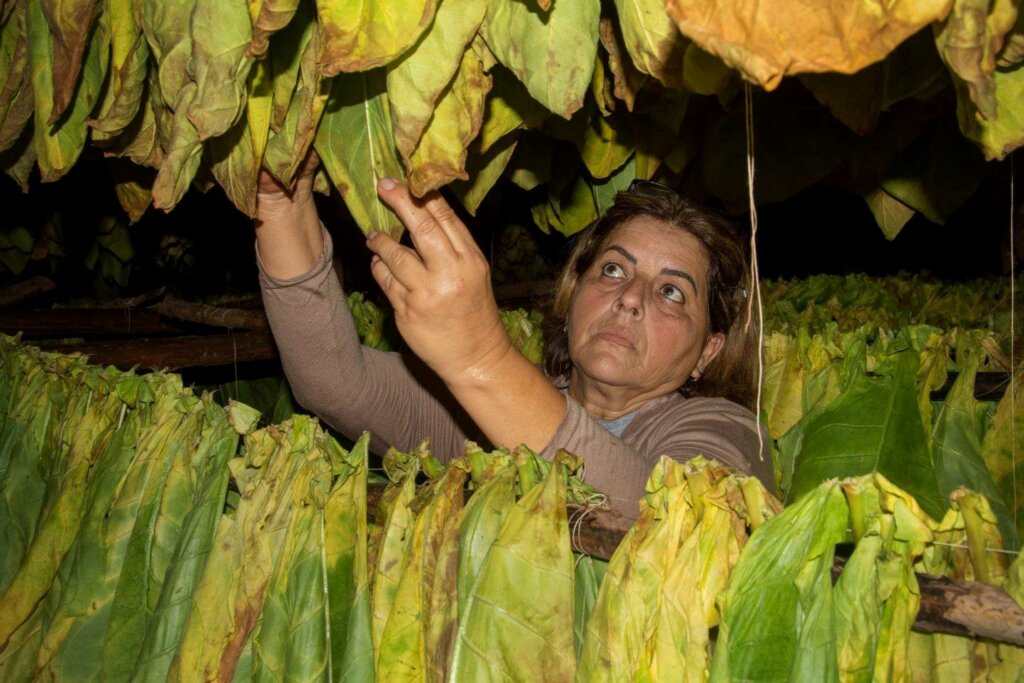 Gloria Rodríguez Armas, pionera en la producción de capa madura./Foto: Darelis Báez Albuernes.