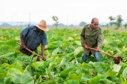 La agricultura cubana todavía tiene por delante grandes desafíos en el propósito de llevar más alimentos a la mesa de cada cubano. Foto Calixto N. Llanes.jpg Autor: Calixto N. Llanes