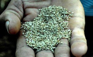 La semilla de ajonjolí contiene antioxidantes naturales que inhiben el desarrollo de rancidez en el aceite/FOTO Rafael Martínez Arias