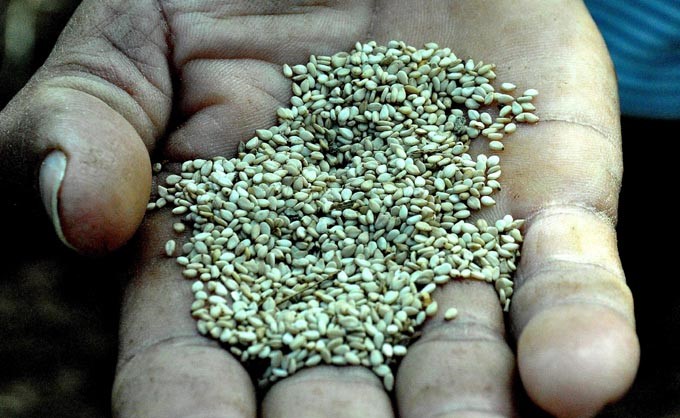 La semilla de ajonjolí contiene antioxidantes naturales que inhiben el desarrollo de rancidez en el aceite/FOTO Rafael Martínez Arias