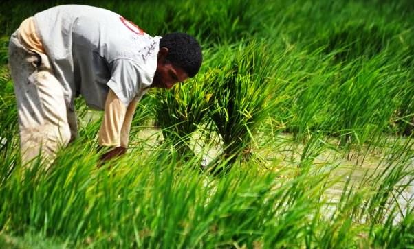 El arroz es el cultivo que mas agua demanda