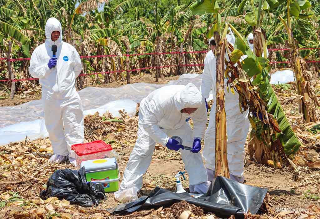 Ciudad de Panamá ( Prensa Latina) La ONU designó el 12 de mayo como el Día Internacional de la Sanidad Vegetal para aumentar la conciencia sobre cómo esa rama resulta clave para acabar o reducir el hambre y la pobreza.