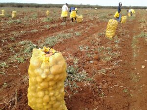 Culmino la cosecha de papas en la Empresa Agropecuaria Horquita 2