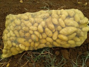 Recogieron papas de 16 variedades plantadas que distribuyeron en tres vueltas de ventas a la poblacion Recogieron papas de 16 variedades plantadas que distribuyeron en tres vueltas de ventas a la poblacion