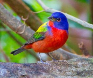 La Mariposa (Passerina ciris) es una de las aves migratorias más perjudicadas por la caza furtiva y el tráfico ilegal en nuestro país. Foto: Cortesía de Ernesto Reyes La Mariposa (Passerina ciris) es una de las aves migratorias más perjudicadas por la caza furtiva y el tráfico ilegal en nuestro país. Foto: Cortesía de Ernesto Reyes