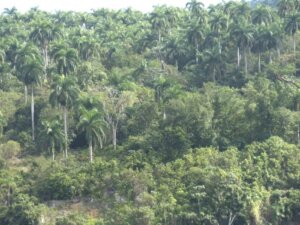 Con un estimado de 6 500 especies, Cuba es uno de los territorios insulares que tiene mayor número de especies de plantas por kilómetro cuadrado. Foto: Gisselle Morales