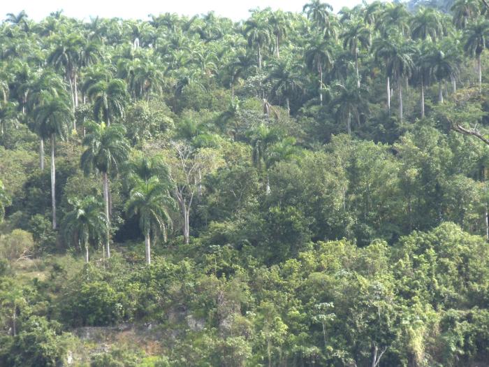 Con un estimado de 6 500 especies, Cuba es uno de los territorios insulares que tiene mayor número de especies de plantas por kilómetro cuadrado. Foto: Gisselle Morales