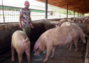 En la empresa Garbo se obtuvieron el pasado año 47 toneladas de carne de cerdo por arriba de lo planificado. Allí garantizan el 70 % de lo que consumen los animales, a partir de sacharina, de yogurt de yuca y de pienso líquido. Foto: Germán Veloz Placencia