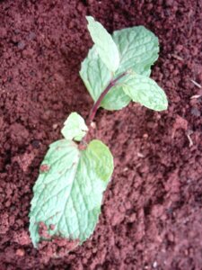 Fig. 1 Fig. 1