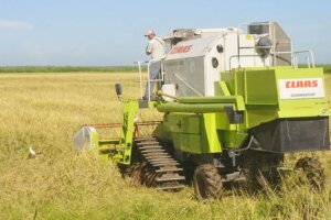 Alistan combinadas en Empresa Fernando Echenique para iniciar la recolección en plantaciones arroceras / FOTO Luis Carlos Palacios