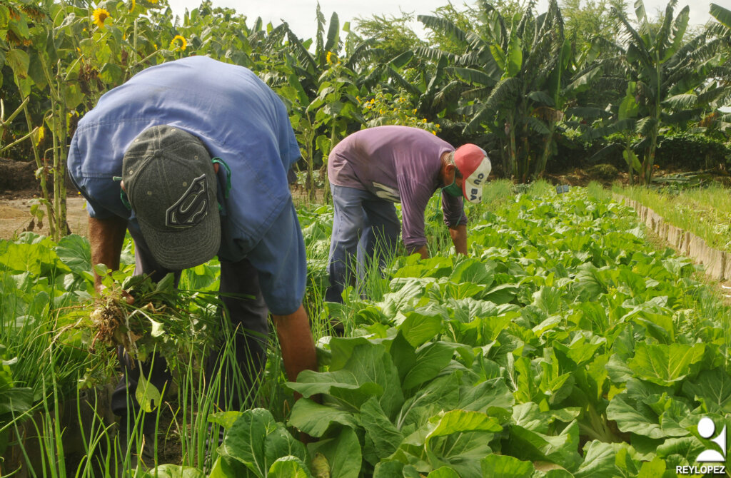 agricultura sembrado rey
