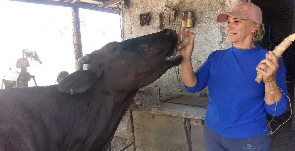 Maira atiende todos los días a sus animales. (Foto: Greidy Mejía Cárdenas)