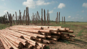 La Empresa Forestal Integral Guanahacabibes sobresalió por su contribución de madera rolliza para la reconstrucción de casas de curar tabaco. Foto: Pedro Paredes Hernández